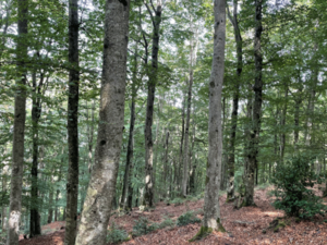 foret-hetre-romain-bertrand foret-hetre-romain-bertrand